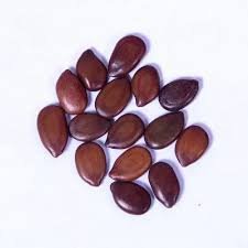Subabul Seeds